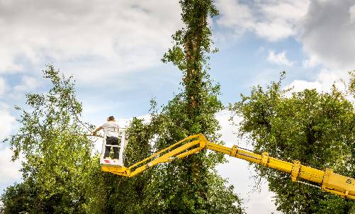 Care for Every Tree