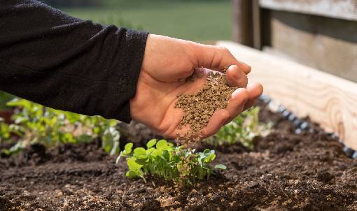 Fertilizing at the Right Time