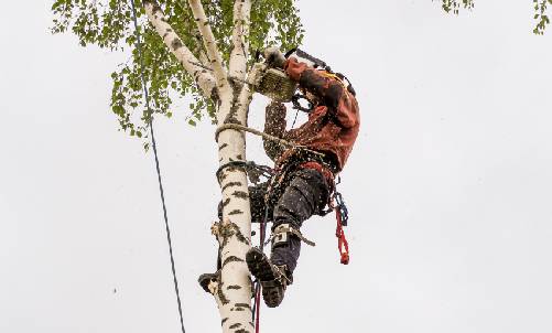 Get Advice from Expert Arborists